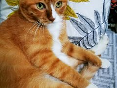 -北京赛佳动物医院