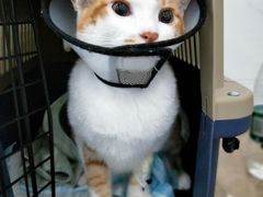 -伟伟宠物医院·CT影像中心·瑞派犬猫综合性门诊(汉口总院)