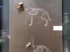 -北京周口店北京人遗址博物馆