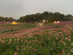 -大塘金香草谷