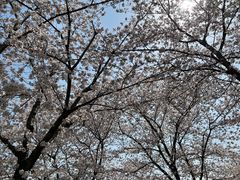 -顾村公园