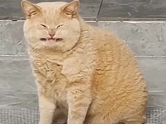 -猫咪派对(江南西店)