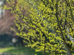 -上海共青森林公园