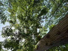 -黄海国家森林公园