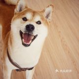 狗… 是我们家的，也非常不错，撸起来很顺滑…