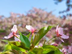 -上海辰山植物园