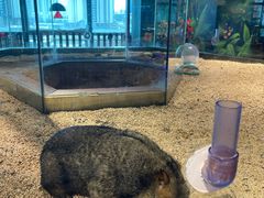 -昆明大悦城未来动物城(螺蛳湾中心店)