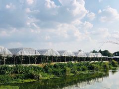 -马陆小张葡萄园农家乐