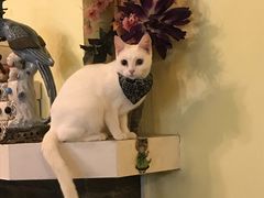 -猫色咖啡·猫咖