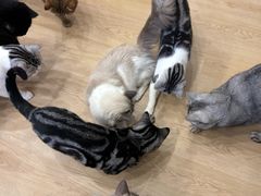 -有喵·猫咖·狗咖·30几只猫10只小狗(岗厦店)