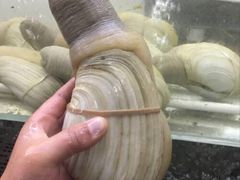 象拔蚌-岛中岛·海鲜大排档·万宁老字号(东澳店)