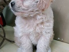 -宠颐生猫科·内科皮肤科(西平世纪城店)