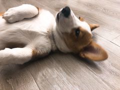 -浣熊柯尔鸭土拨鼠·电玩咖