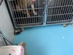 -狗舍宠物医院(四季商业广场店)