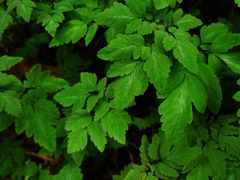 -云碧峰国家森林公园