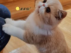-滚猫咖啡·猫咖·猫友好撸猫(未来城店)