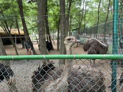 -大连铭湖国际观光牧场