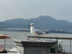 -海埂大坝