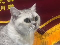 -嘉馨宠物医院·CT影像转诊·心脏科·犬猫全科诊疗中心(下沙大学城院区)