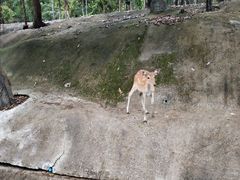 -清迈夜间动物园