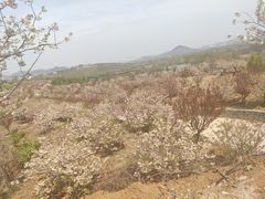 -樱花山风景区