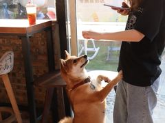 -柴犬高等学院·狗咖·柴犬售卖·宠物训练