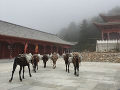 -秦岭天竺山景区