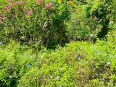 -东莞植物园