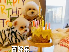 -百好乐宠物友好餐厅(朝外大街店)