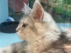 -FAELING PETS美天灵宠物(合生汇店)