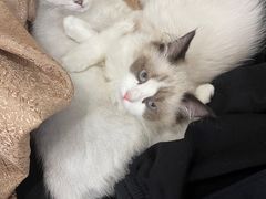 -lincat·猫舍(广州店)