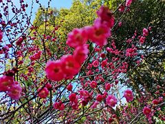 -杭州植物园