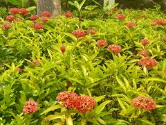 -西双版纳融创皇冠假日度假酒店