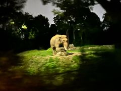 -夜间野生动物园