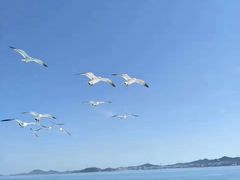 -长岛万鸟岛