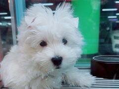 -FAELING PETS美天灵宠物(合生汇店)