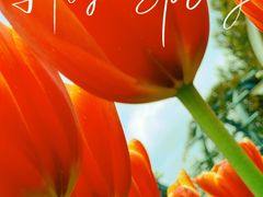 -都江堰玫瑰花溪谷