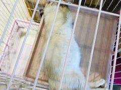 -藏猫猫咖啡主题馆(中央大道店)