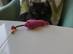 -团子家猫咪猫咖馆·柯基·柯尔鸭