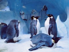 -海合安成都极地海洋公园