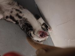 -猫友咖啡店(玉林西路店)
