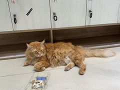 -藏猫猫咖啡主题馆(中央大道店)