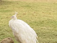 -深圳野生动物园