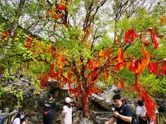 -叠溪松坪沟景区
