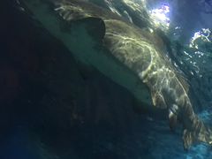 -暹罗海洋世界