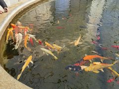 -雅佳神话·麻辣烤鱼(新街口店)