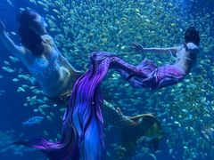 -海合安青岛极地海洋公园