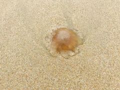 -西涌国际滨海旅游区