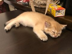 -逗柴咖啡屋·狗咖猫咖宠物桌游
