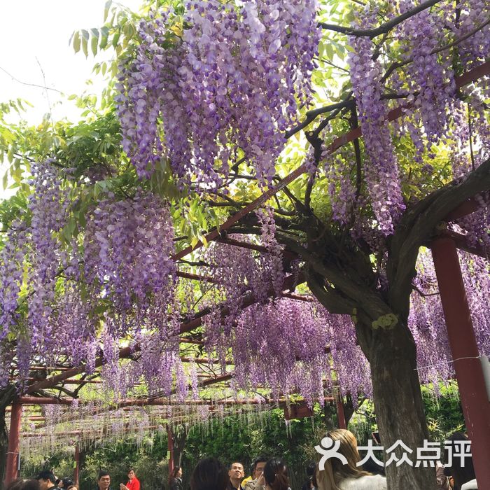 嘉定紫藤園圖片-北京公園-大眾點評網